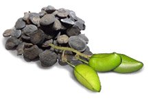 Griffonia Simplicifolia