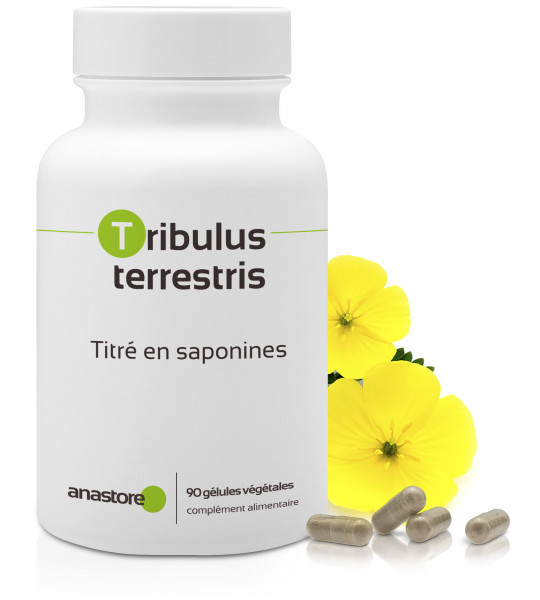Tribulus terrestris