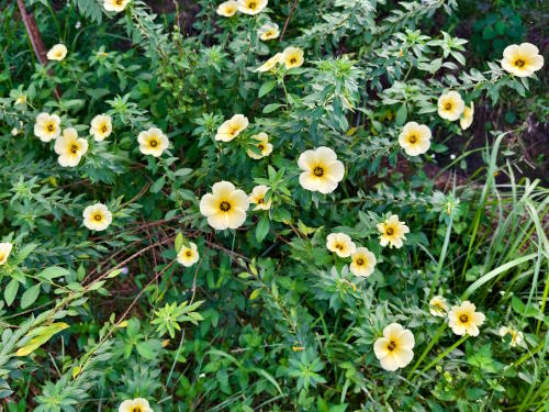 Damiana