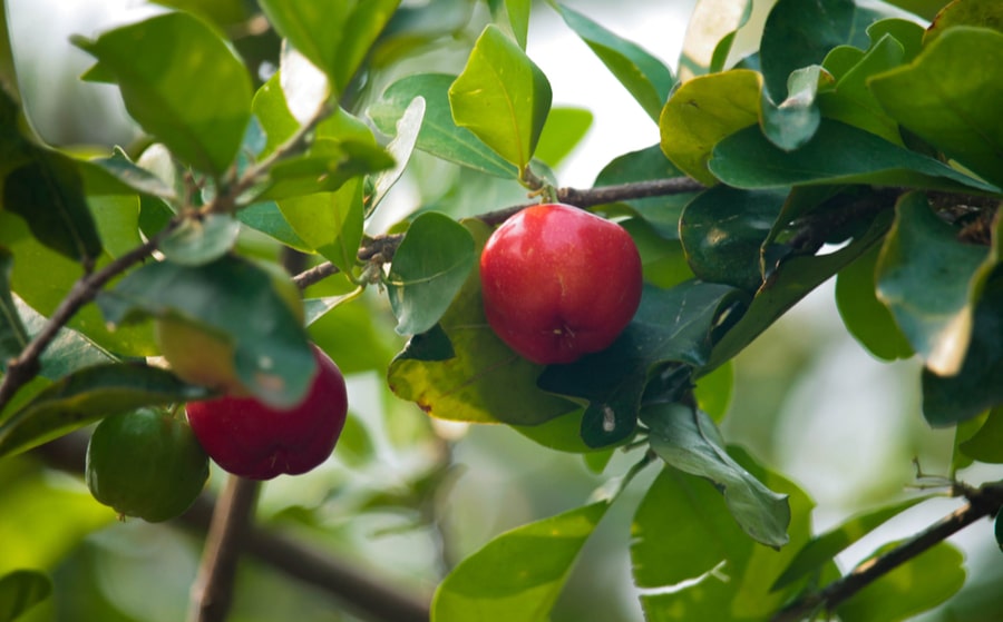 L'acérola, le fruit qui aide à prévenir la fatigue