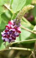 Kudzu, la plante médicinale pour lutter contre le syndrome de sevrage