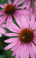 5 plantes pour soulager les symptômes du rhume