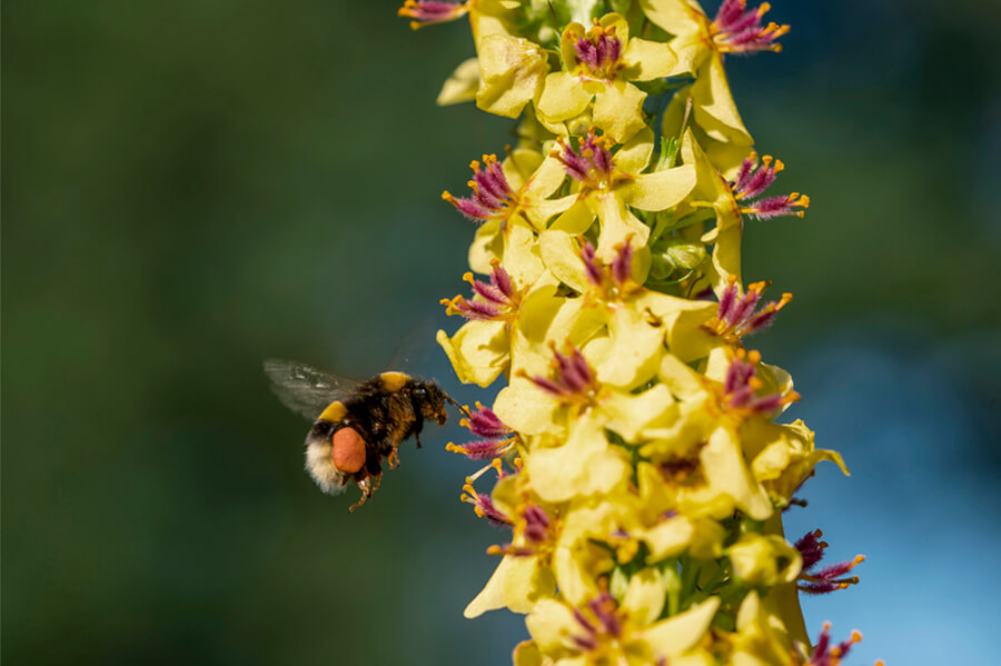 Plantes médicinales contre les allergies saisonnières