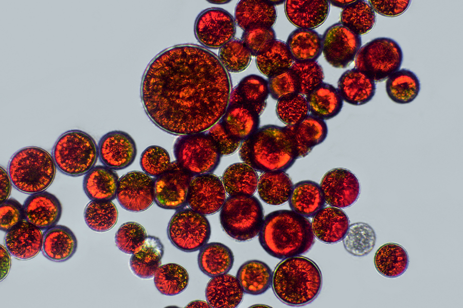 À quoi sert l'astaxanthine ? Bienfaits et utilisations