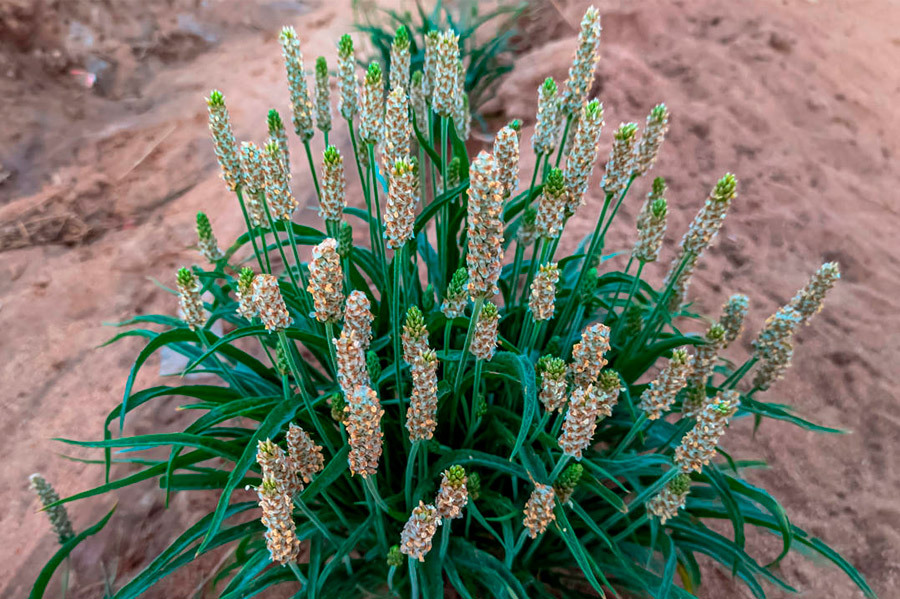 Psyllium contre la constipation : bienfaits et propriétés du Plantago ovata