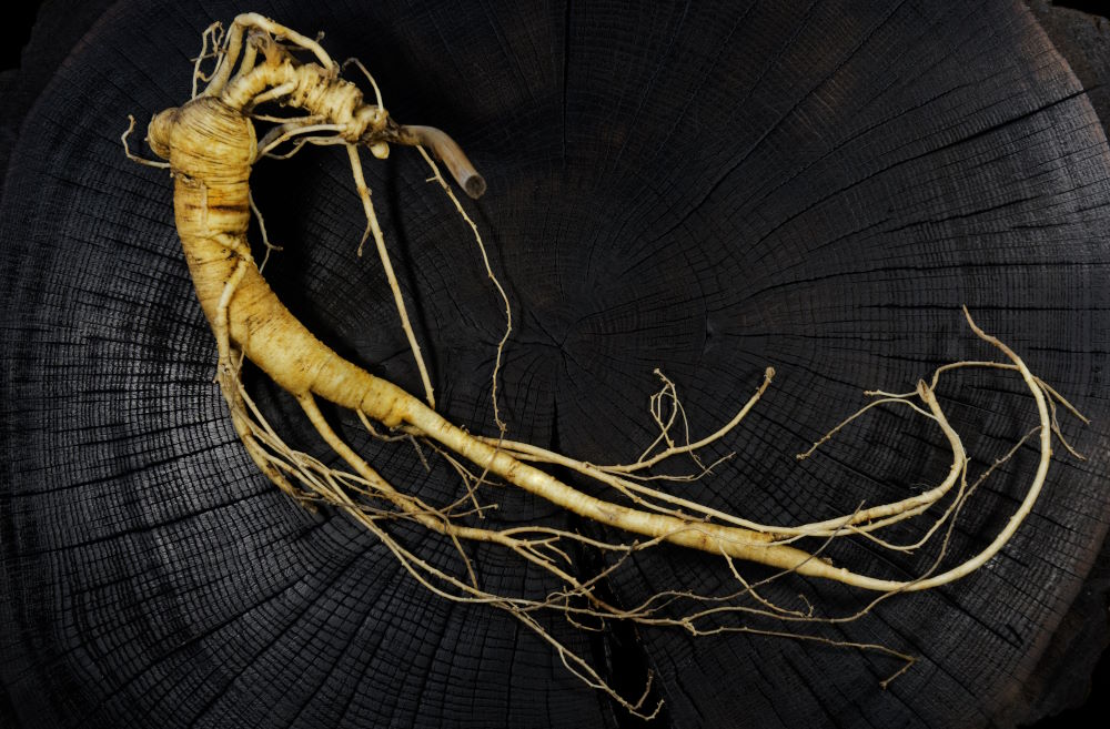 Racine de ginseng rouge. Pour augmenter l'énergie