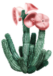 Hoodia gordonii