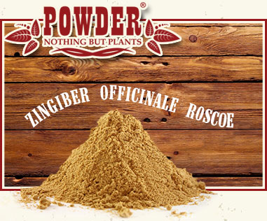 POWDER - RHIZOME DE GINGEMBRE
