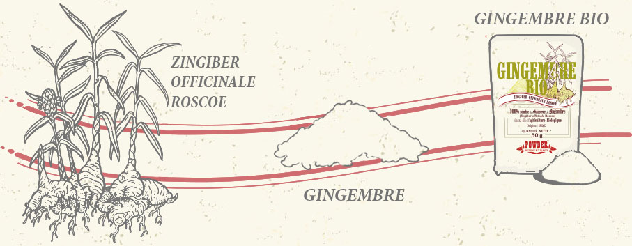 RHIZOME DE GINGEMBRE POWDER