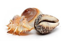 Chitosan