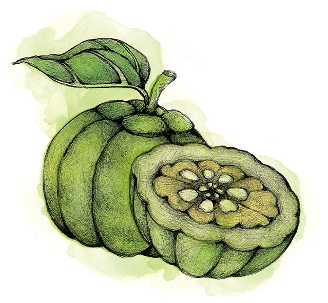 Garcinia