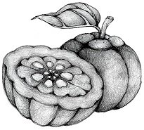Garcinia cambogia