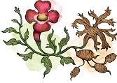 Harpagophytum