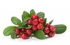 Cranberry Bio