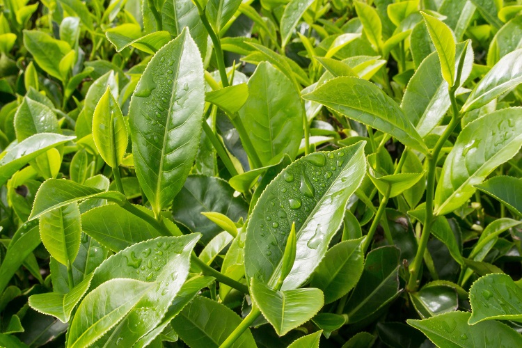 Planta Camellia sinensis L.