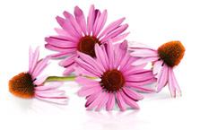 Echinacea Purpurea & Angustifolia