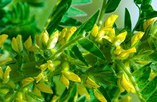 Astragale