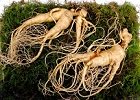 Ginseng Rouge Bio