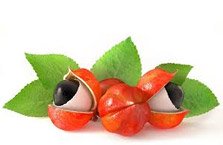Guarana <span style='color:#F00;'>Power</span><sup>®</sup> 