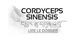 Cordyceps (CordycepsPrime™)