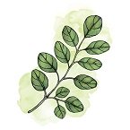 Moringa Bio