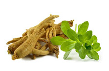 Ginseng américain + Bacopa monnieri