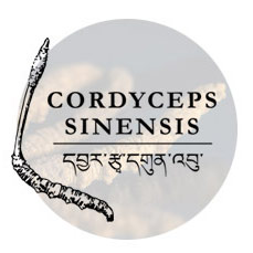 CORDYCEPS SINENSIS - Lire le dossier