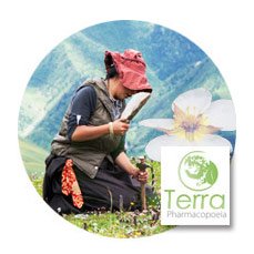 Valorisation des plantes médicinales tibétaines - Lire le dossier