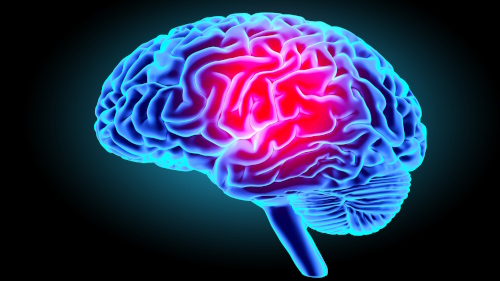Cerveau et mémoire