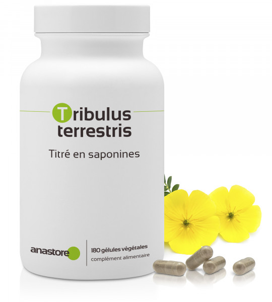 Tribulus terrestris