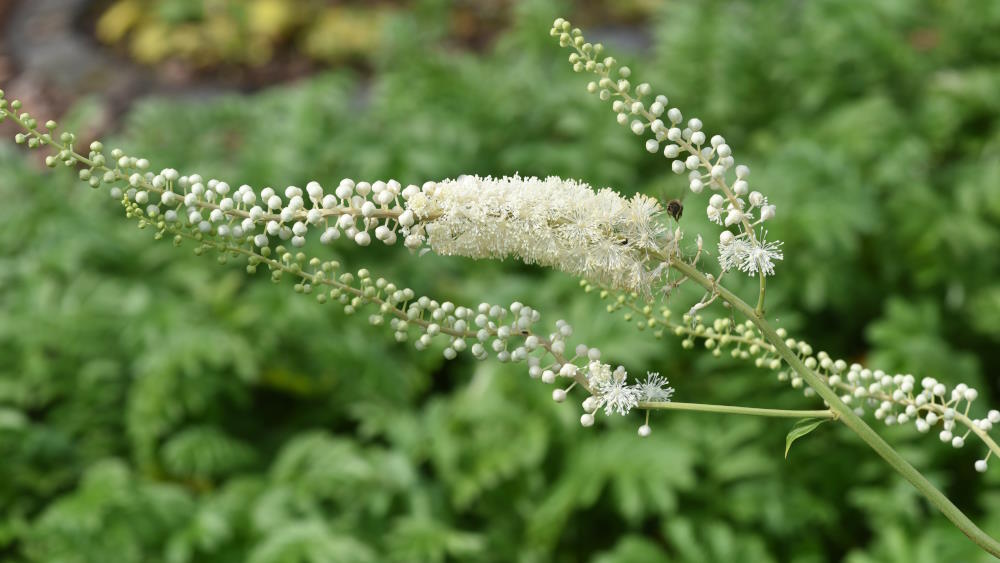 Cohosh