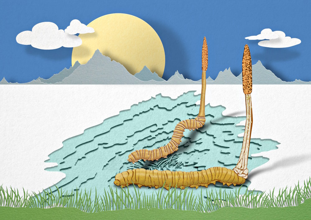 Illustration of Cordyceps Sinensis in the Himalayas