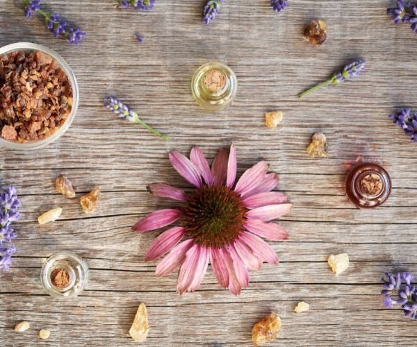 echinacea