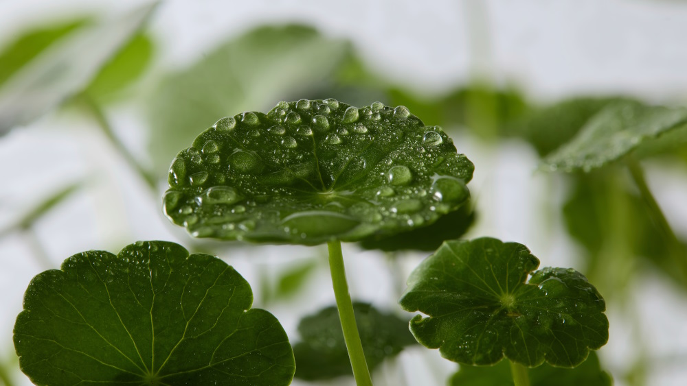 Centella asiatica leaves