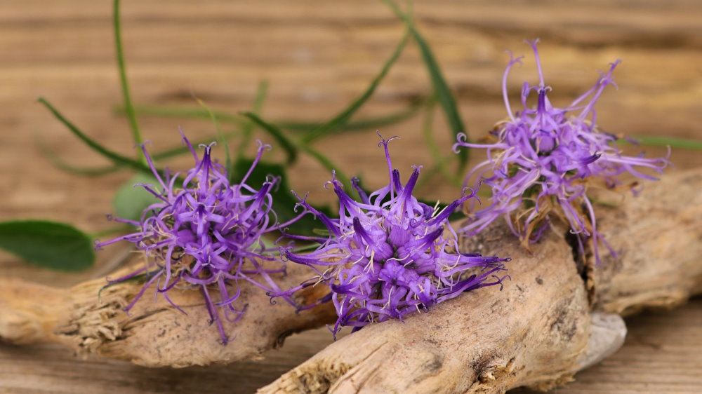 Artiglio del diavolo (Harpagophytum)