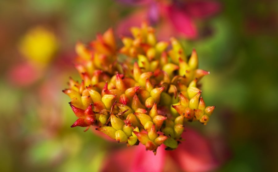 Le Rhodiola, une plante “secret défense” 
