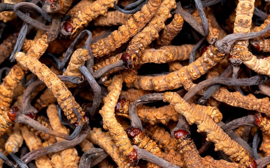 Cordyceps, champignon adaptogène pour augmenter l’énergie physique et les performances sportives
