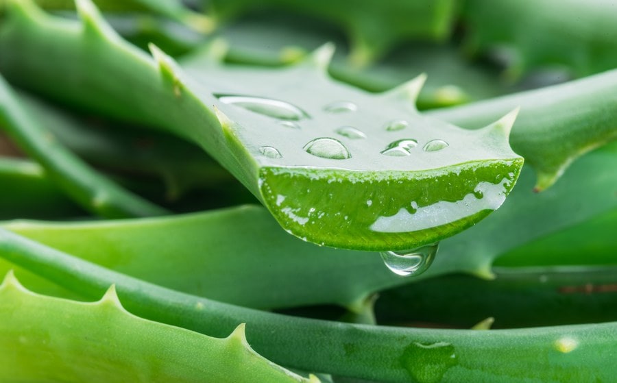 The benefits of aloe vera on digestion