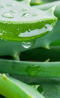Les bienfaits de l’aloe vera sur la digestion