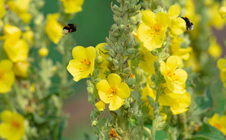 Plantes qui favorisent le système respiratoire 