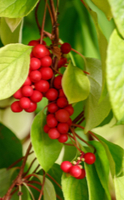 5 Plantes adaptogènes pour lutter contre le stress
