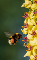 Comment lutter contre les allergies de manière naturelle ?
