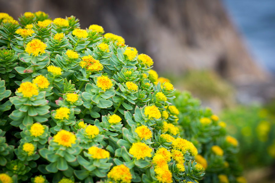 Découvrez comment tirer le meilleur parti des bienfaits de la Rhodiola Rosea
