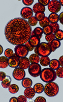À quoi sert l'astaxanthine ?