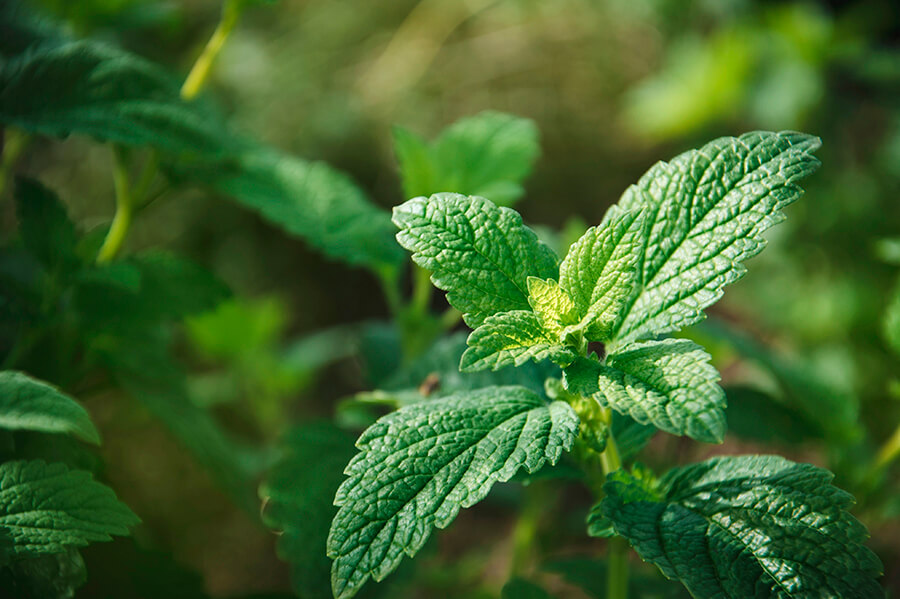 Melissa officinalis pour l'insomnie : la plante qui améliore votre sommeil.