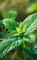 La Melissa officinalis montre sa capacité à améliorer la qualité du sommeil