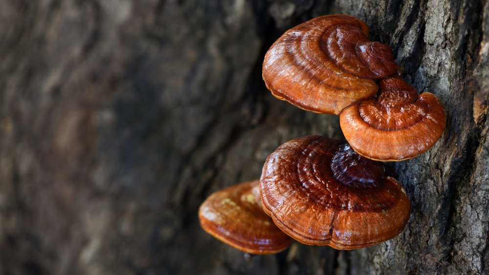 Champignon Reishi : bienfaits pour les défenses et le cholestérol