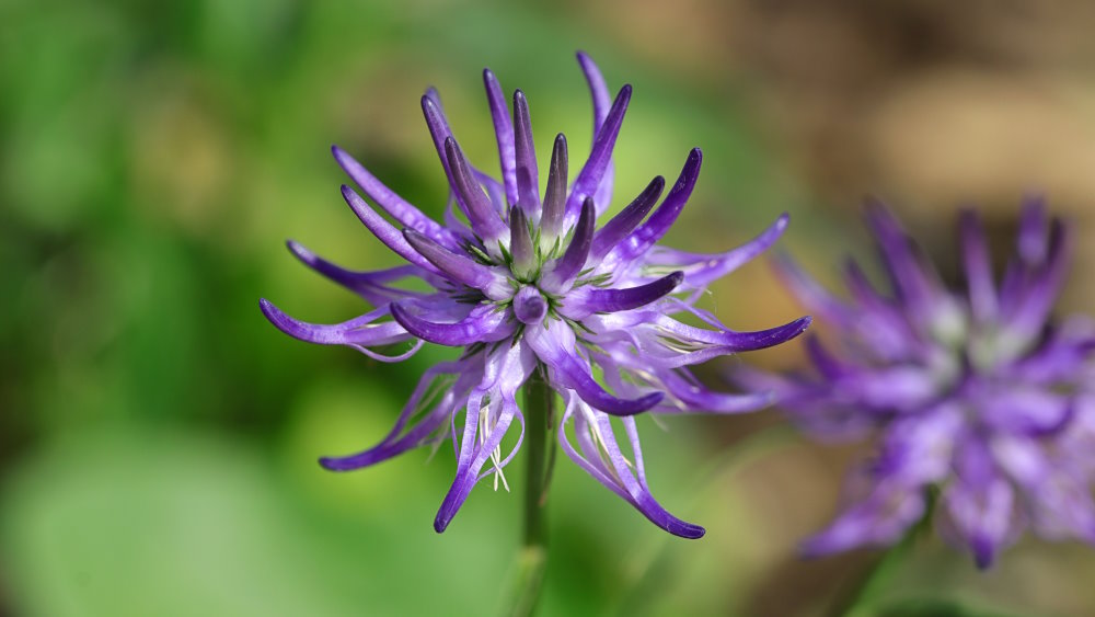 Harpagophytum et soin articulaire : mobilité et compléments
