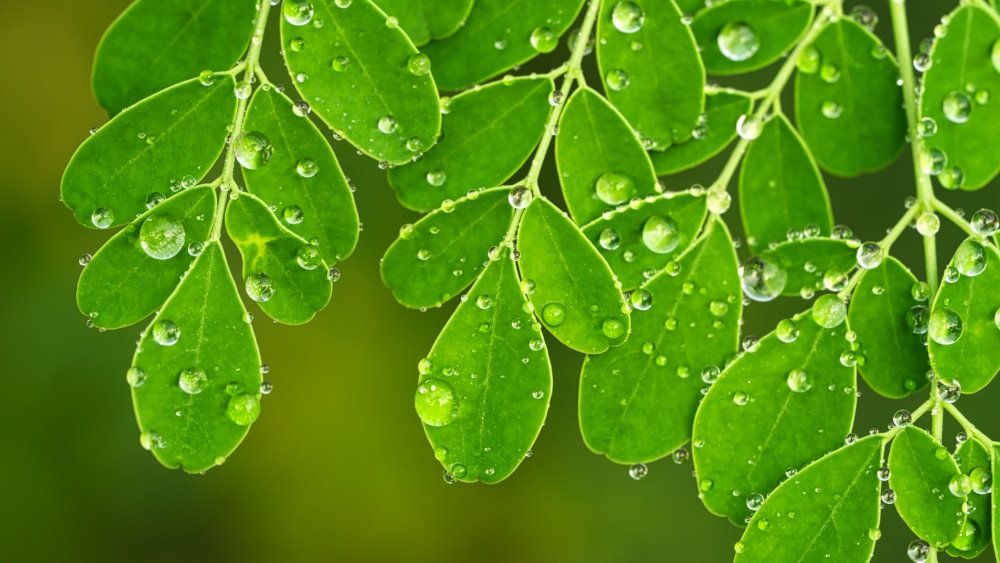 Le moringa contre la fatigue : bienfaits et analyse