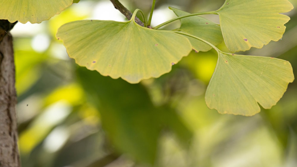 Ginkgo biloba pour la mémoire à l'âge mûr